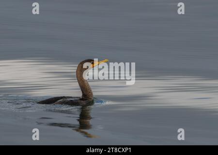 Un Cormoran à double crête (Nannopterum auritum) vient de faire surface après une plongée profonde dans les eaux calmes du lac Michigan. Banque D'Images