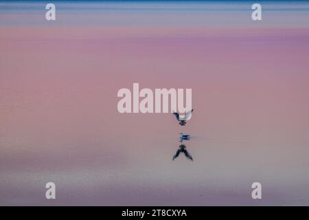 Incroyable coucher de soleil rose sur la baie à Burlingame, en Californie Banque D'Images