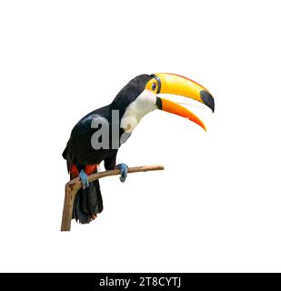 Toucan oiseau dans la branche d'un arbre isolé sur fond blanc Banque D'Images