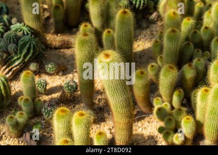 Parodia leninghausii est une espèce de cactus sud-américain, Lemon ball ou Golden ball Yellow Tower cactus. Banque D'Images