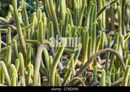 Parodia leninghausii est une espèce de cactus sud-américain, Lemon ball ou Golden ball Yellow Tower cactus. Banque D'Images