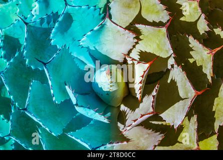 Les feuilles des plantes d'agave pointu Banque D'Images