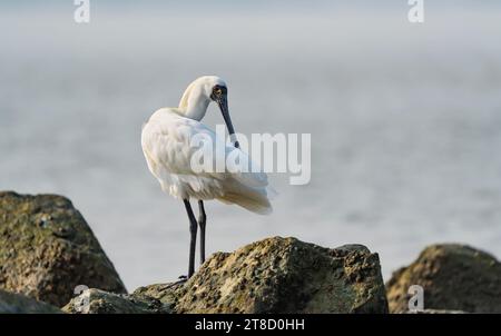 spatule à face noire et mouette se nourrissant dans les zones humides Banque D'Images