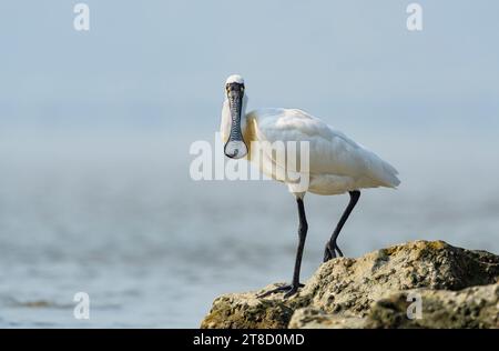 spatule à face noire et mouette se nourrissant dans les zones humides Banque D'Images