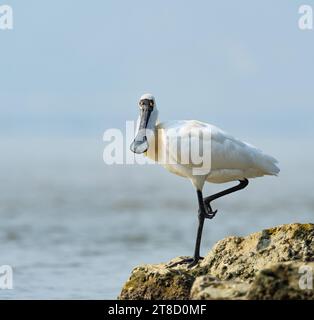 spatule à face noire et mouette se nourrissant dans les zones humides Banque D'Images