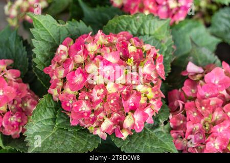 Fleurs rouges et bleues éclatantes Hydrangea en pot Banque D'Images