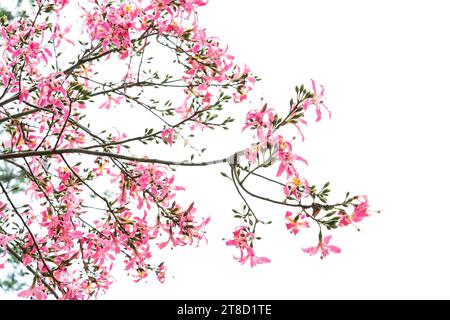 fleur d'arbre de soie rose isolée sur fond blanc Banque D'Images