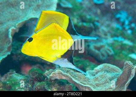 Deux poissons-papillons jaunes à long nez ou forceps (Flavissimus Forcipiger) nagent au-dessus du récif corallien de Bali. Banque D'Images