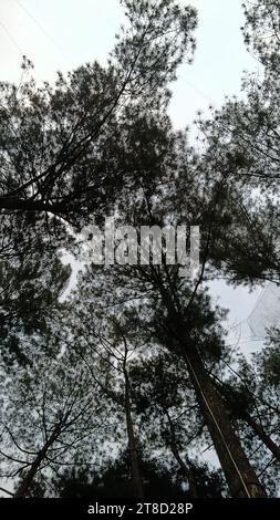 Une vue de la forêt de pins depuis un angle bas Banque D'Images