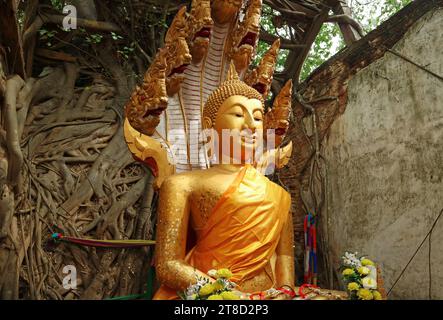 Belle image dorée de Bouddha dans la salle d'ordination de Wat sang Kratai étant fermement tenue par de grandes racines d'arbres Bodhi, province d'Ang Thong, Thaïlande Banque D'Images