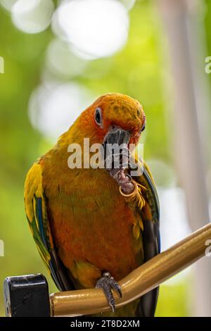 Beaux oiseaux perroquets colorés de conure de soleil. Aratinga solstitialis - animal exotique adorable. Mise au point sélective Banque D'Images