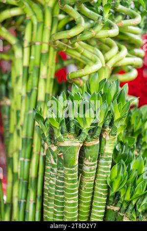 Plante de bambou chanceux (Dracaena sanderiana) à vendre Banque D'Images