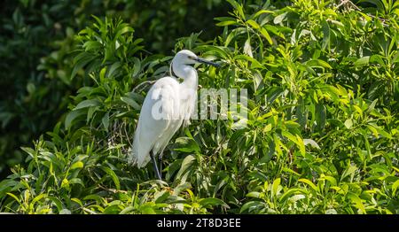 Egret neigeux barboter dans le bord peu profond du lac à la recherche de poissons Banque D'Images