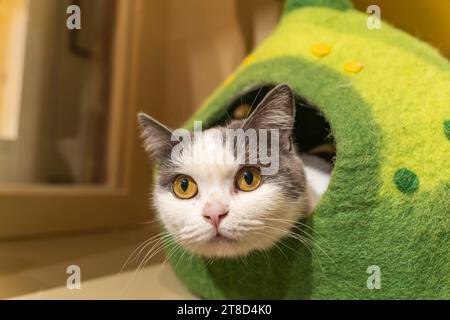Chat enveloppé dans une boîte confortable Banque D'Images