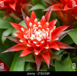 La couleur rouge du jardin en fleurs Guzmania Banque D'Images