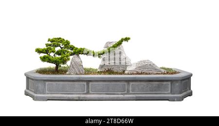 Arbre Bonsaï et rochers isolés sur banc blanc. Banque D'Images