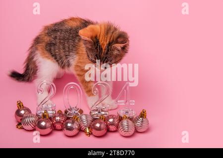 Petit chaton tricolore sur fond rose regarde les numéros transparents du nouvel an 2024. Fond isolé avec des boules de jouets de Noël sur le sol. Monoch Banque D'Images