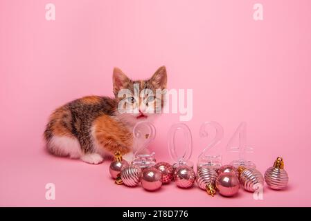 Petit chaton tricolore sur fond rose sourire près des numéros transparents 2024 nouvel an. Fond isolé avec des boules de jouets de Noël sur le sol. Monochr Banque D'Images