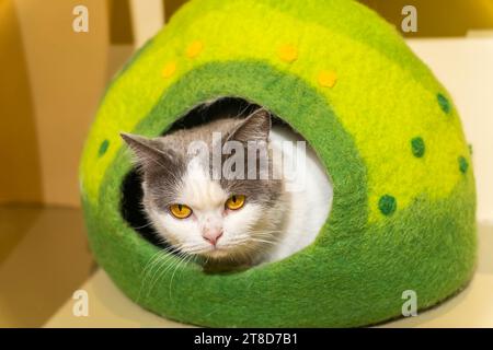 Chat enveloppé dans une boîte confortable Banque D'Images
