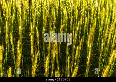 Champ de riz fabriqué à partir de lumières LED Banque D'Images