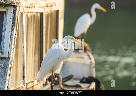 Grand Egret blanc debout sur le vieux yacht Banque D'Images