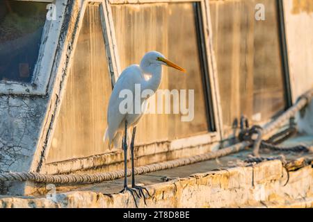 Grand Egret blanc debout sur le vieux yacht Banque D'Images