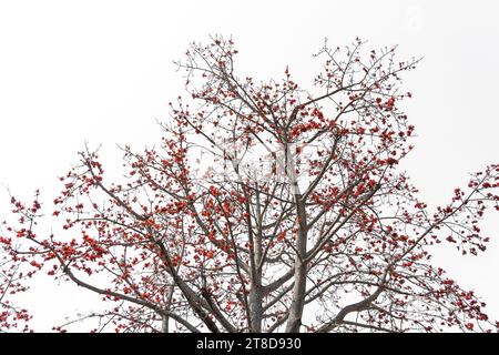 Branche de fleur Bombax ceiba arbre ou fleur de coton de soie rouge isolé sur blanc Banque D'Images