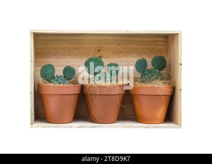 cactus en pot et boîte en bois sur fond blanc Banque D'Images