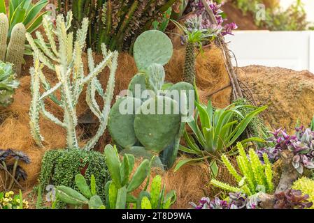 cactus dans des pots en bois placés sur le jardin Banque D'Images