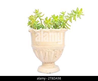 Sedum adolphi stonecrop succulent sur fond blanc isolé Banque D'Images