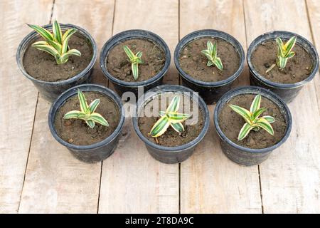 Propagation de petites plantes d'agave americana dans des pots en plastique Banque D'Images