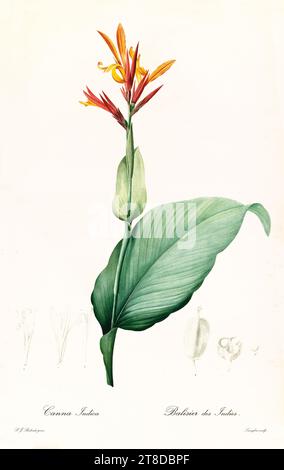 Ancienne illustration de Indian Shot (Canna Indica). Les liacées, de P. J. redouté. Impr. Didot Jeune, Paris, 1805 - 1816 Banque D'Images