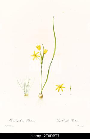 Illustration ancienne de Narcissus incomparabilis. Les liacées, de P. J. redouté. Impr. Didot Jeune, Paris, 1805 - 1816 Banque D'Images