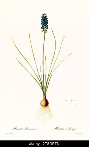 Jacinthe de raisin (Muscari racemosum), gravure botanique colorée à la main, verticale, Paris 1805-1816, bulbe et dense racème de fleurs bleu foncé. Banque D'Images