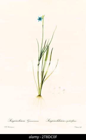 Vieille illustration de l'herbe aux yeux bleus (Sisyrinchium angustifolium). Les liacées, de P. J. redouté. Impr. Didot Jeune, Paris, 1805 - 1816 Banque D'Images