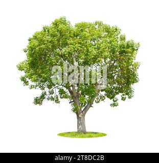 Cochlospermum regium ou arbre de coton de soie jaune isolé sur fond blanc. Banque D'Images