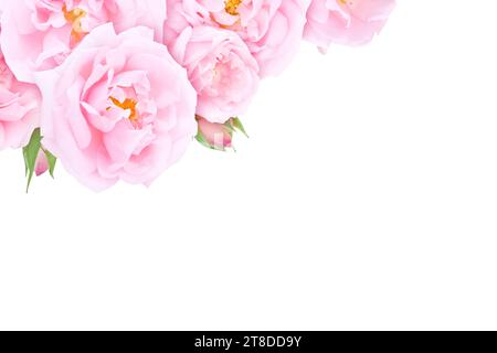 Roses rose pâle et bourgeons dans le coin isolé sur le fond blanc. Carte de voeux florale ou invitation. Banque D'Images