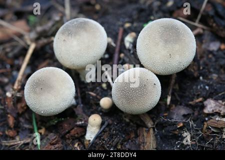 Apioperdon pyriforme, précédemment appelé Lycoperdon pyriforme, communément connu sous le nom de poire-forme ou puffball souche, champignon de Finlande Banque D'Images