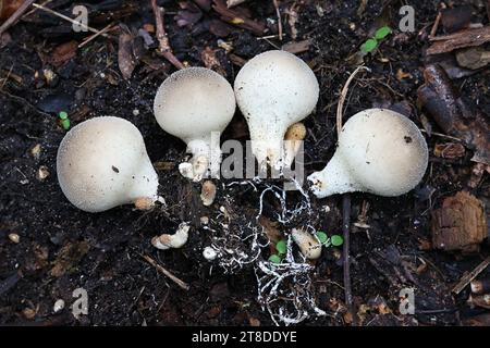 Apioperdon pyriforme, précédemment appelé Lycoperdon pyriforme, communément connu sous le nom de poire-forme ou puffball souche, champignon de Finlande Banque D'Images