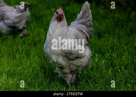 Une scène rurale idyllique avec deux poulets marchant à travers une prairie herbeuse embrassée de soleil sur une belle journée Banque D'Images