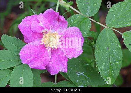 Rosa cinnamomea, aussi appelée Rosa majalis, communément appelée Rose cannelle, plante à fleurs sauvage de Finlande Banque D'Images