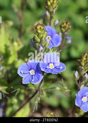 Veronica chamaedrys, communément appelée Germander speedwell ou Bird’s-eye speedwell, plante à fleurs sauvage de Finlande Banque D'Images