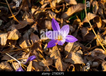 Crocus de Bieberstein, fleur bleue dans la forêt Banque D'Images