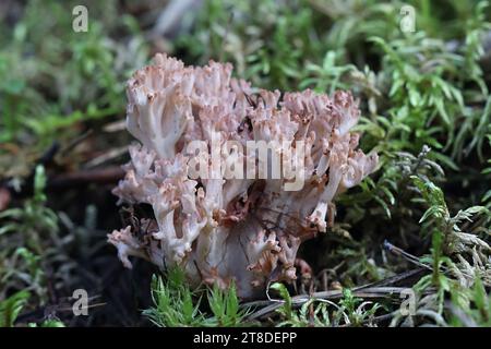 Ramaria botrytis, communément connu sous le nom de corail groupé, champignon de corail à pointe rose, ou corail chou-fleur, champignon sauvage de Finlande Banque D'Images