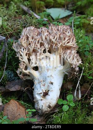 Ramaria botrytis, communément connu sous le nom de corail groupé, champignon de corail à pointe rose, ou corail chou-fleur, champignon sauvage de Finlande Banque D'Images