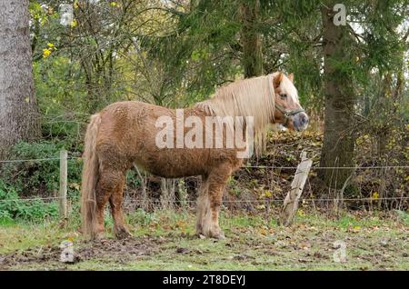 Vue latérale d'un cheval Haflinger brun debout dans un paddock Banque D'Images