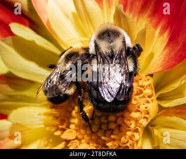 Paire de bourdons Bombus impatiens, une grande femelle de la reine gyne hivernant (à droite) et un mâle plus petit (à gauche) des bourdons communs de l'est sur A. Banque D'Images