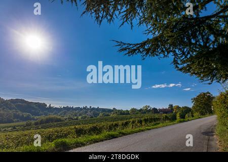 Le soleil se couche dans les champs de vin Prosecco Banque D'Images