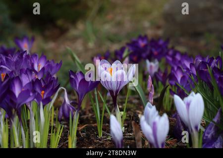 crocus violet et blanc Banque D'Images
