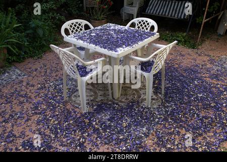 Les pétales tombés, violets et violets d'un jacaranda se rassemblent sur une table en plastique blanc et des chaises dans un jardin à Jérusalem. Banque D'Images